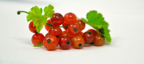 gadelier en fruit de gadele